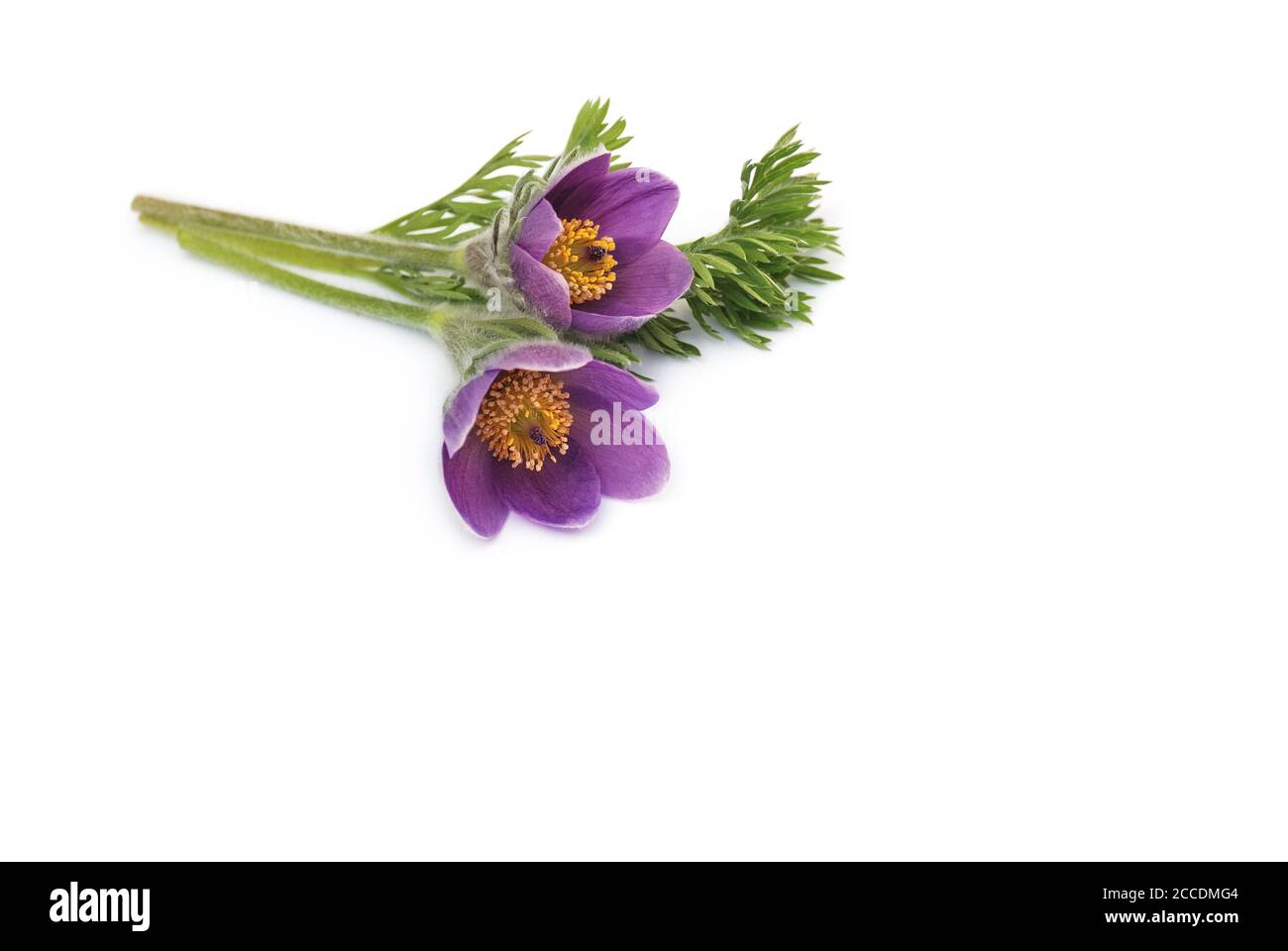 pasque flower on white background Stock Photo