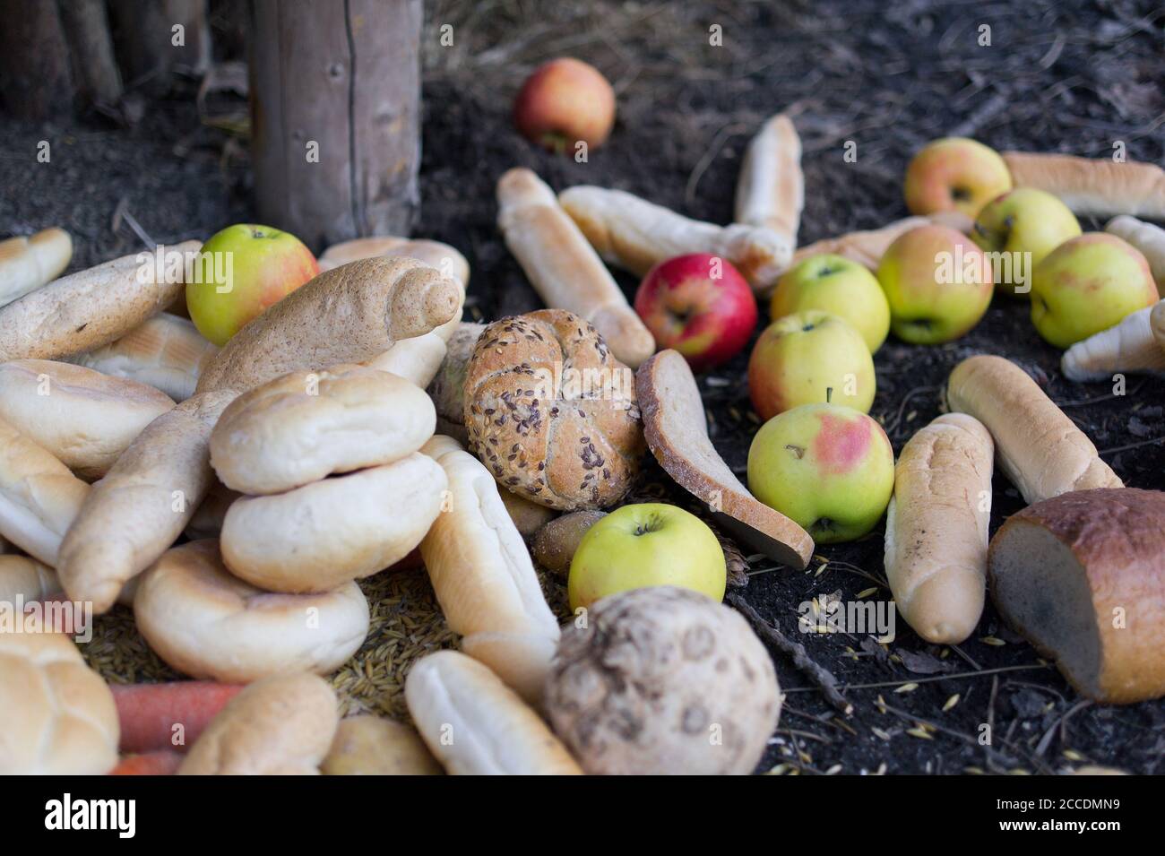 Food for feeding animal in the forest or farm. Vegetable, fruit, baked goods and bread in the feeder on the ground. Leaves, branches and dirty ground Stock Photo