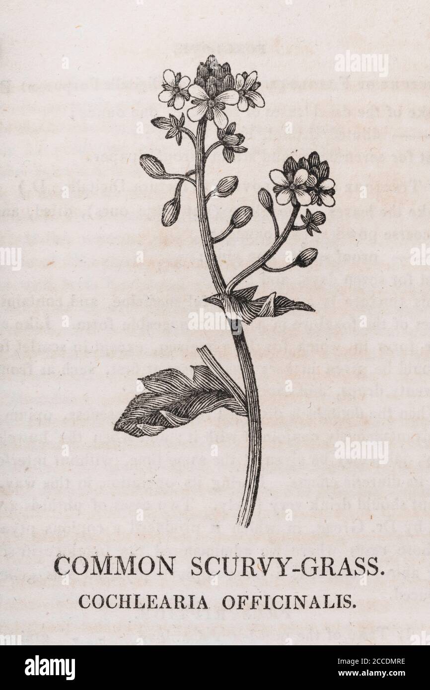 Covid Lockdown has seen re-emergence of Scurvy cases through Vitamin C deficient diet. 19th c illustration of Scurvy-Grass, was a cure. See Add. Notes Stock Photo
