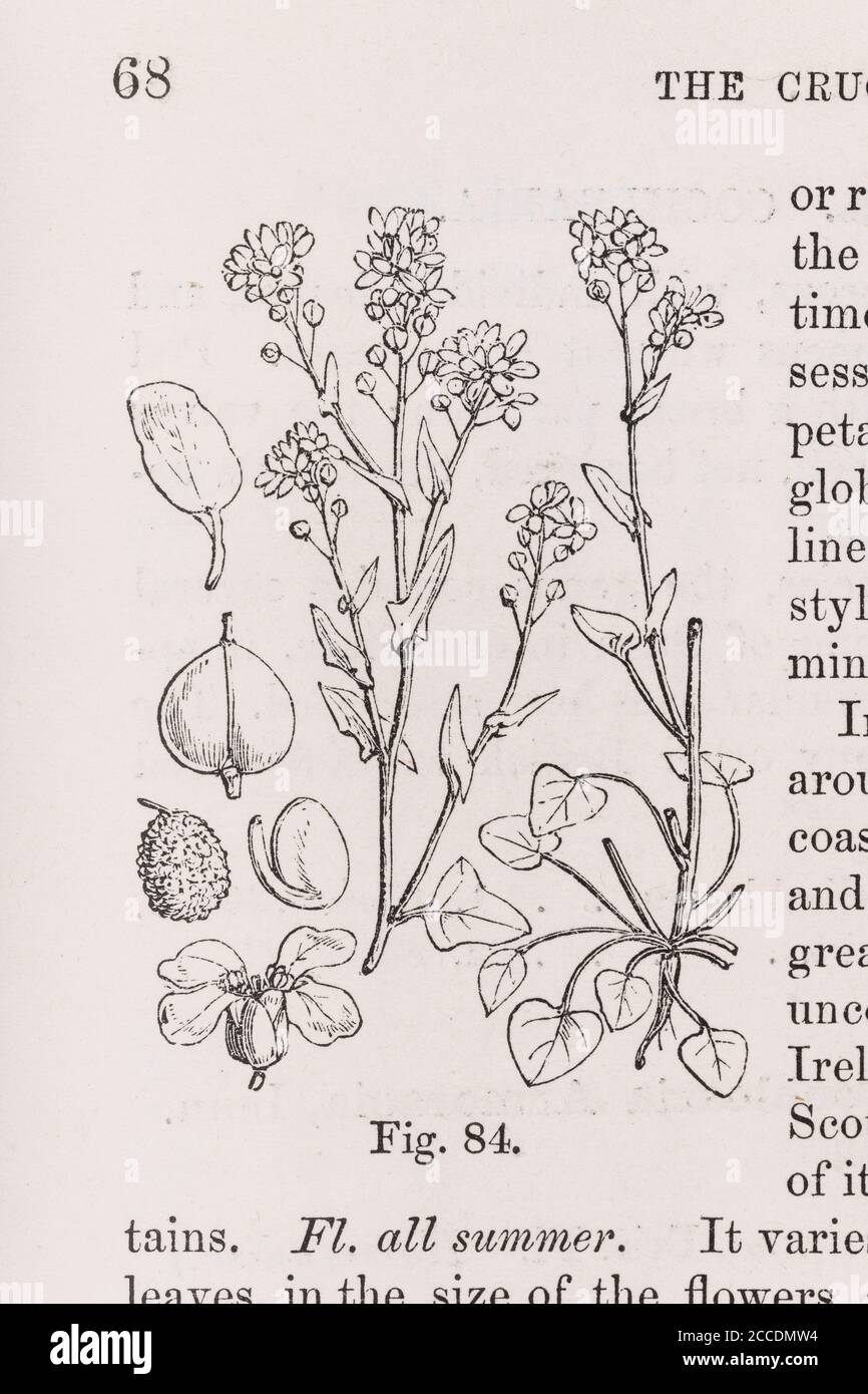 Covid Lockdown has seen re-emergence of Scurvy cases through Vitamin C deficient diet. 19th c illustration of Scurvy-Grass, was a cure. See Add. Notes Stock Photo