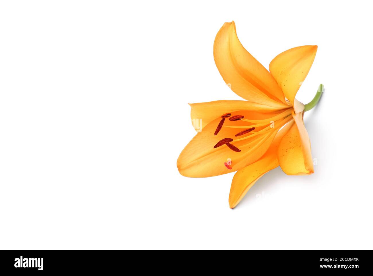 Lily flower lies on white background, 3D view Stock Photo