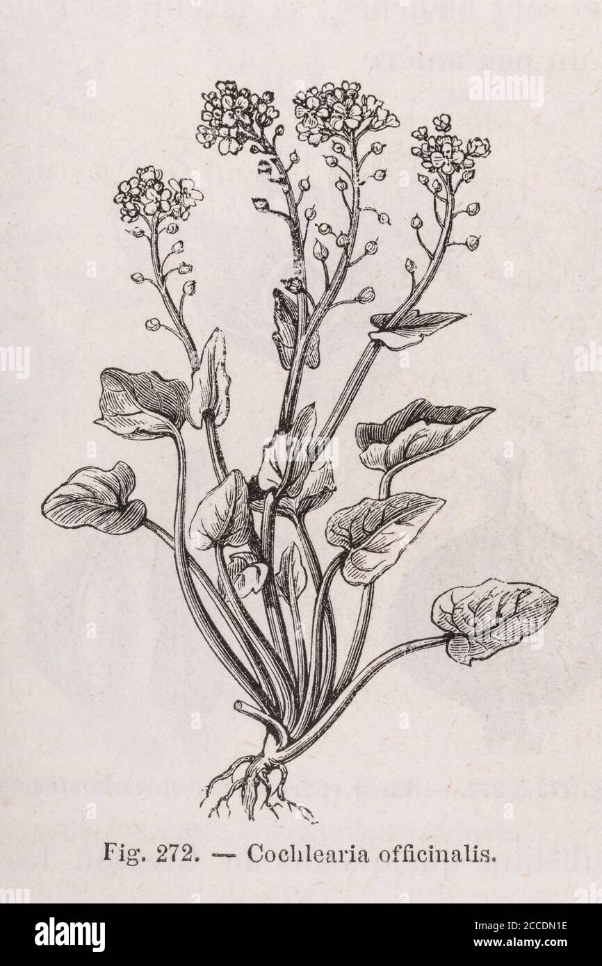 Covid Lockdown has seen re-emergence of Scurvy cases through Vitamin C deficient diet. 19th c illustration of Scurvy-Grass, was a cure. See Add. Notes Stock Photo