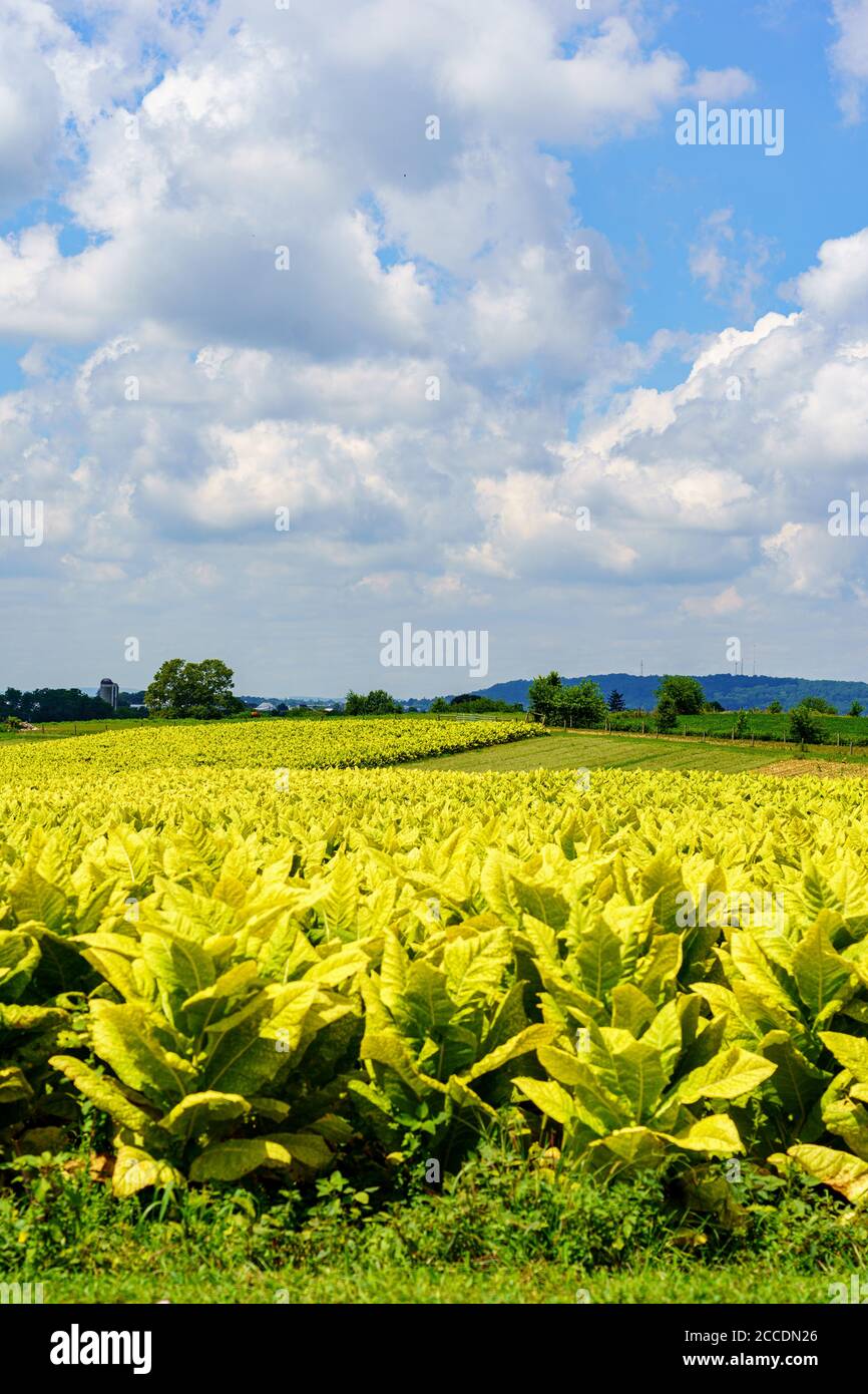 georges tobacco George Karelias Superior Virginia ๐ โฃ Worldwide Shipping ๐ georges tobacco George Karelias Superior Virginia ๐ โฃ Worldwide Shipping ๐