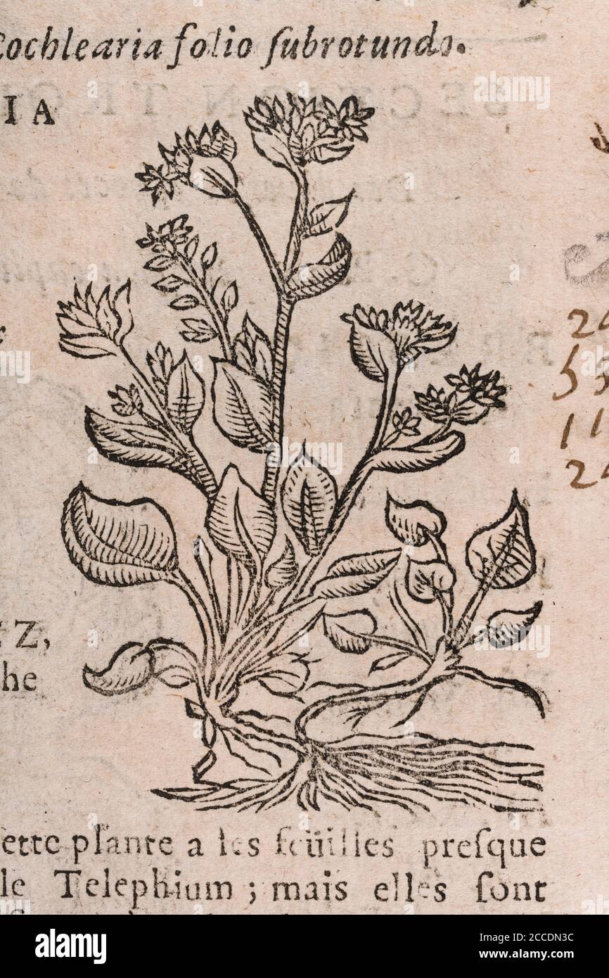 Covid Lockdown has seen re-emergence of Scurvy cases through Vitamin C deficient diet. 18th c woodcut of Scurvy-Grass, was a cure. See Add. Notes. Stock Photo
