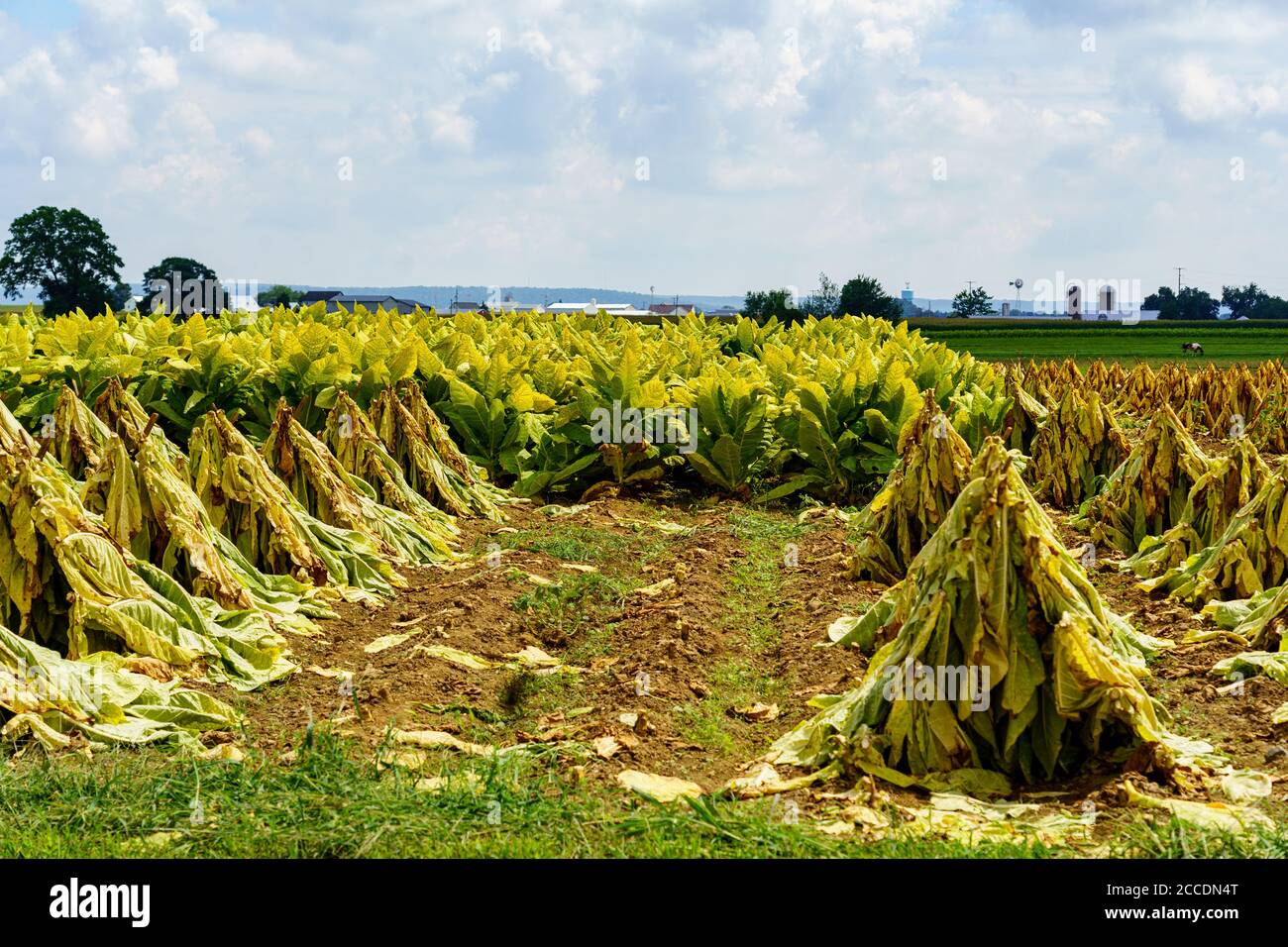 East Earl, PA, USA - August 19, 2020: Tobacco cut, speared, and drying in a Lancaster County field in late summer. Stock Photo