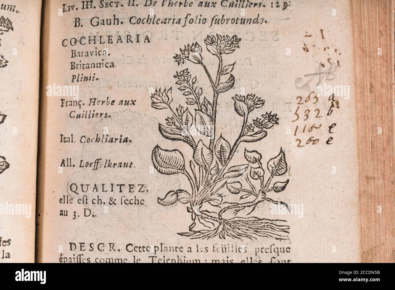 Covid Lockdown has seen re-emergence of Scurvy cases through Vitamin C deficient diet. 18th c woodcut of Scurvy-Grass, was a cure. See Add. Notes. Stock Photo