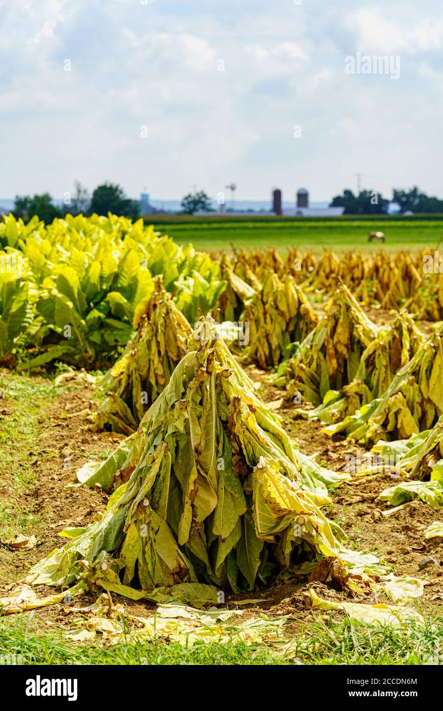 cutting tobacco spear East Earl, PA, USA - August 19, 2020: Tobacco cut, speared, and drying in a  Lancaster County field in late summer Stock Photo