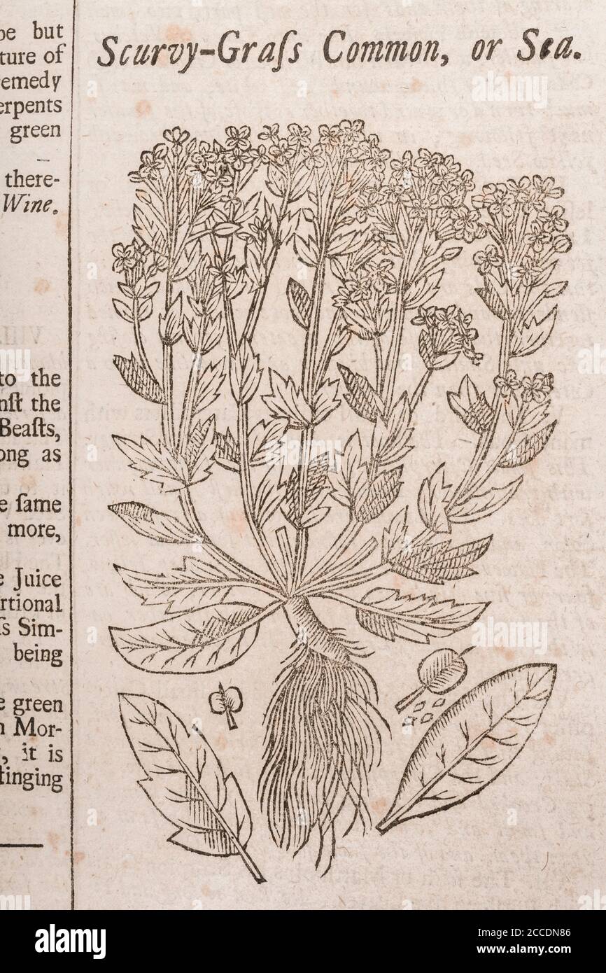 Covid Lockdown has seen a re-emergence of Scurvy cases through Vitamin C deficient diet. 18th c woodcut of Scurvy-Grass, was a cure. See Add. Notes. Stock Photo