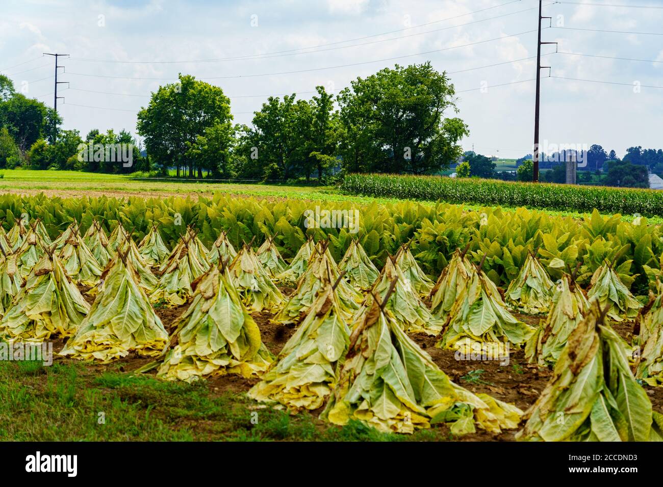 what happens if we swallow tobacco What Happens if you Swallow a Nicotine Pouch – übbs pouches