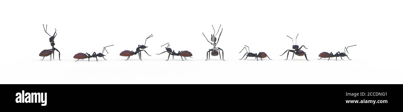 team work concept with ants 3D rendering Stock Photo
