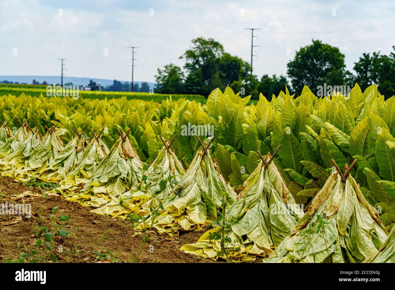 throat cancer from chewing tobacco symptoms Mouth / Oral Cancer From Chwing Tobacco