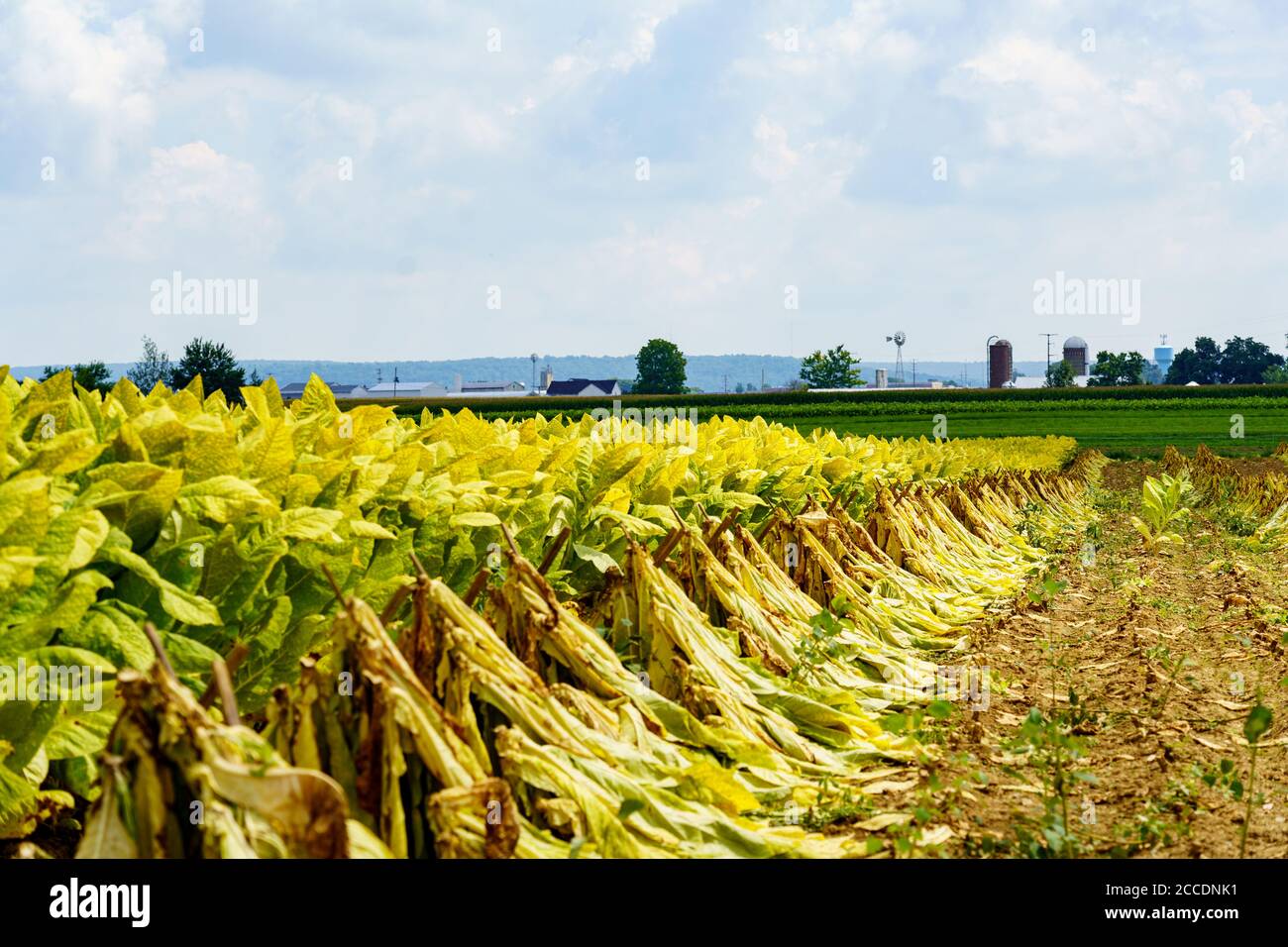 East Earl, PA, USA - August 19, 2020: Tobacco that has been cut and speared,  now dries in a Lancaster County field in late summer, before being taken  Stock Photo