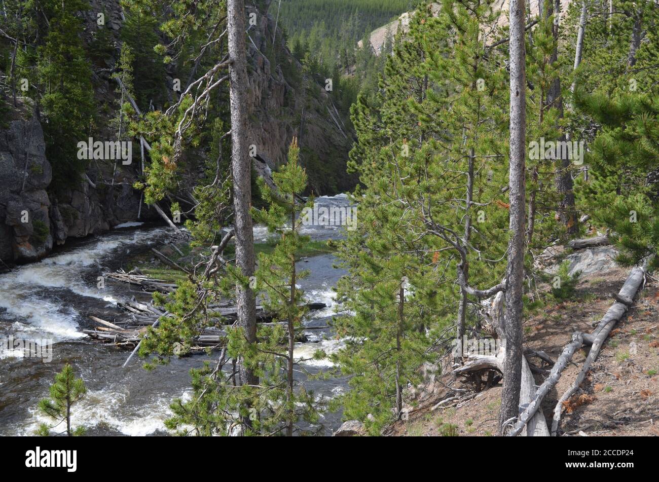 Late Spring in Yellowstone National Park: Debris on Gibbon River Upstream from Gibbon Falls Along the Grand Loop Road Stock Photo