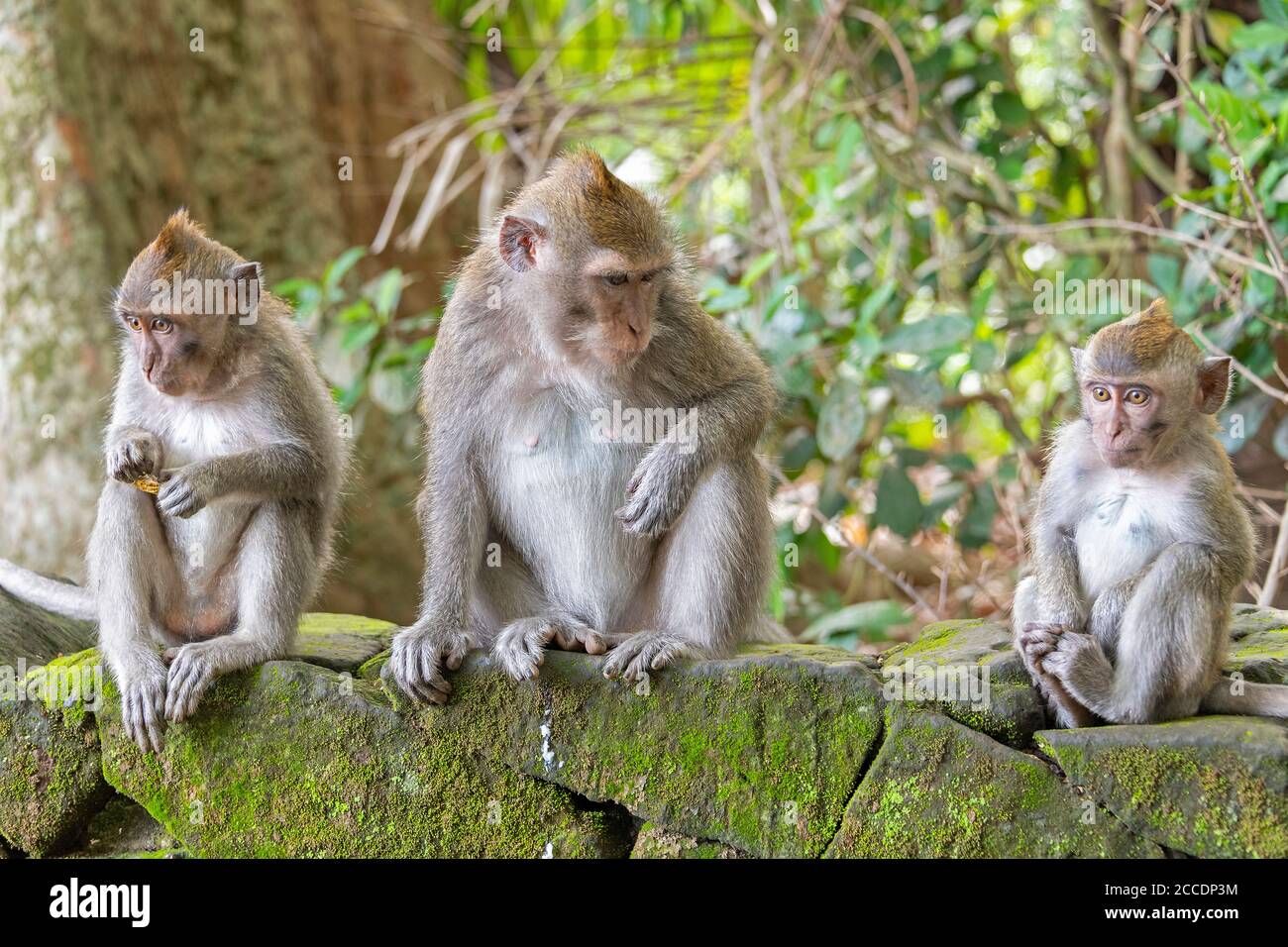 Sangeh Monkey Forest near the village of Sangeh, in southwestern Bali, has six hectares of forestland with giant nutmeg trees. The main attractions he Stock Photo