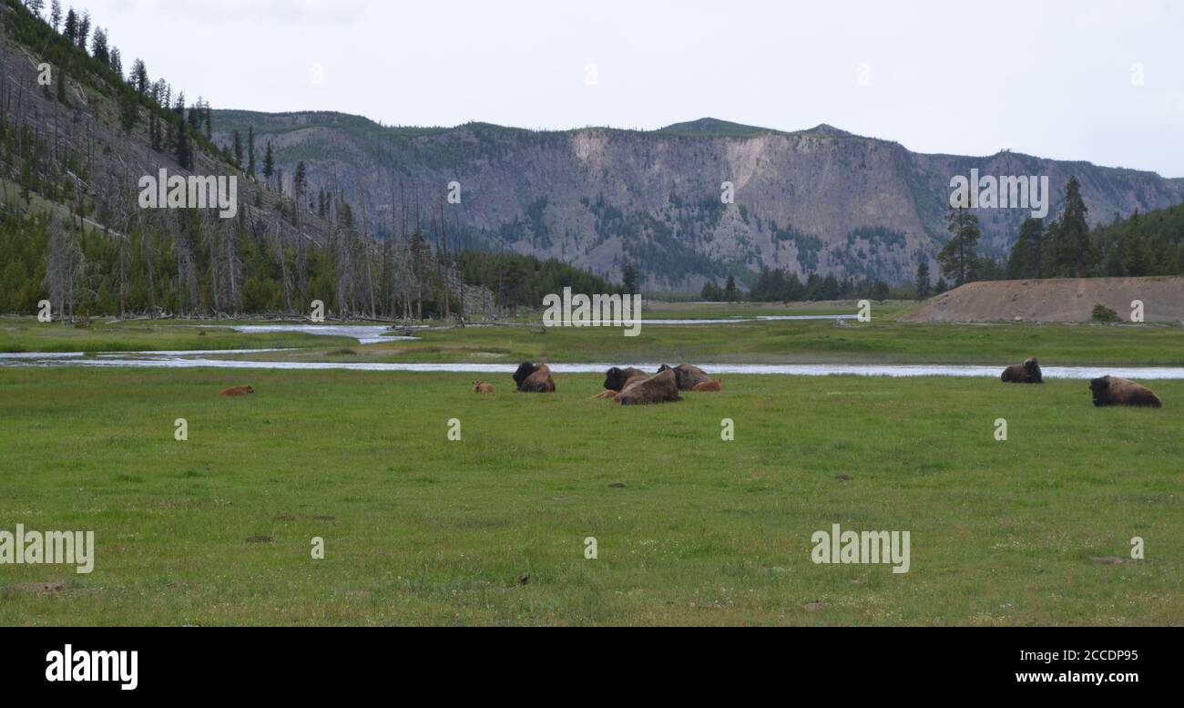 Late Spring in Yellowstone National Park: Bison and Red Dog Calves Rest Along Madison River Below the Madison Plateau Near Madison Junction Stock Photo
