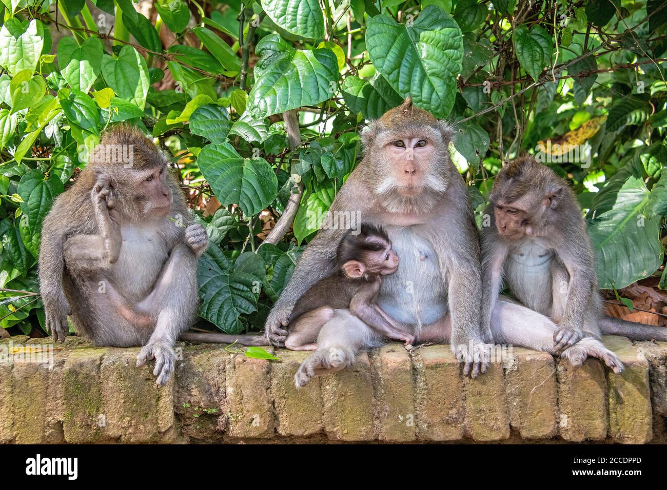 Sangeh Monkey Forest near the village of Sangeh, in southwestern Bali, has  six hectares of forestland with giant nutmeg trees. The main attractions he  Stock Photo - Alamy