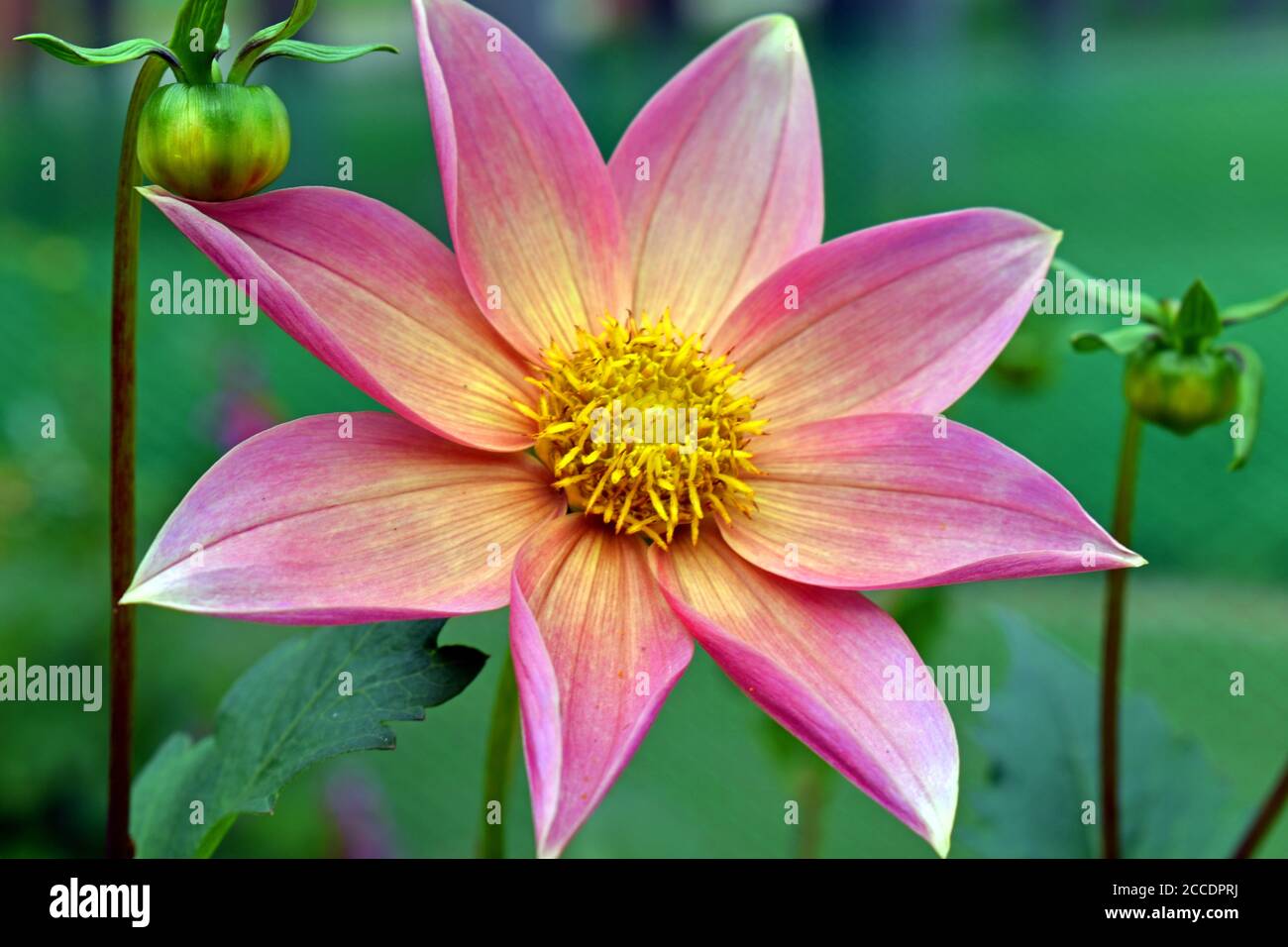Flower in Indian garden Stock Photo
