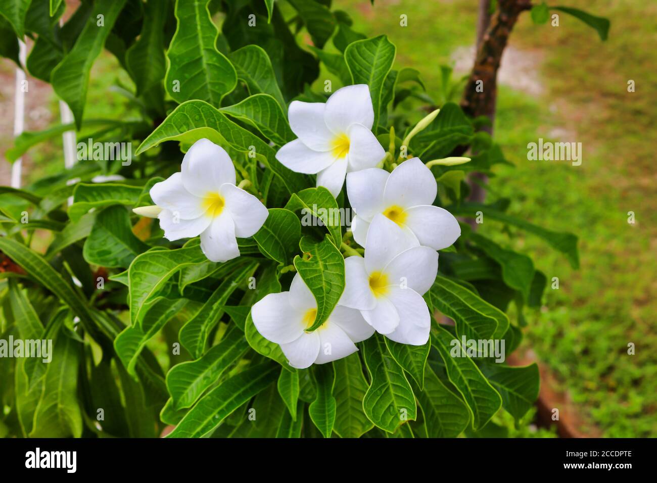 Elegant white flowers in Central Park of Hulhumale, Maldives Stock Photo Alamy