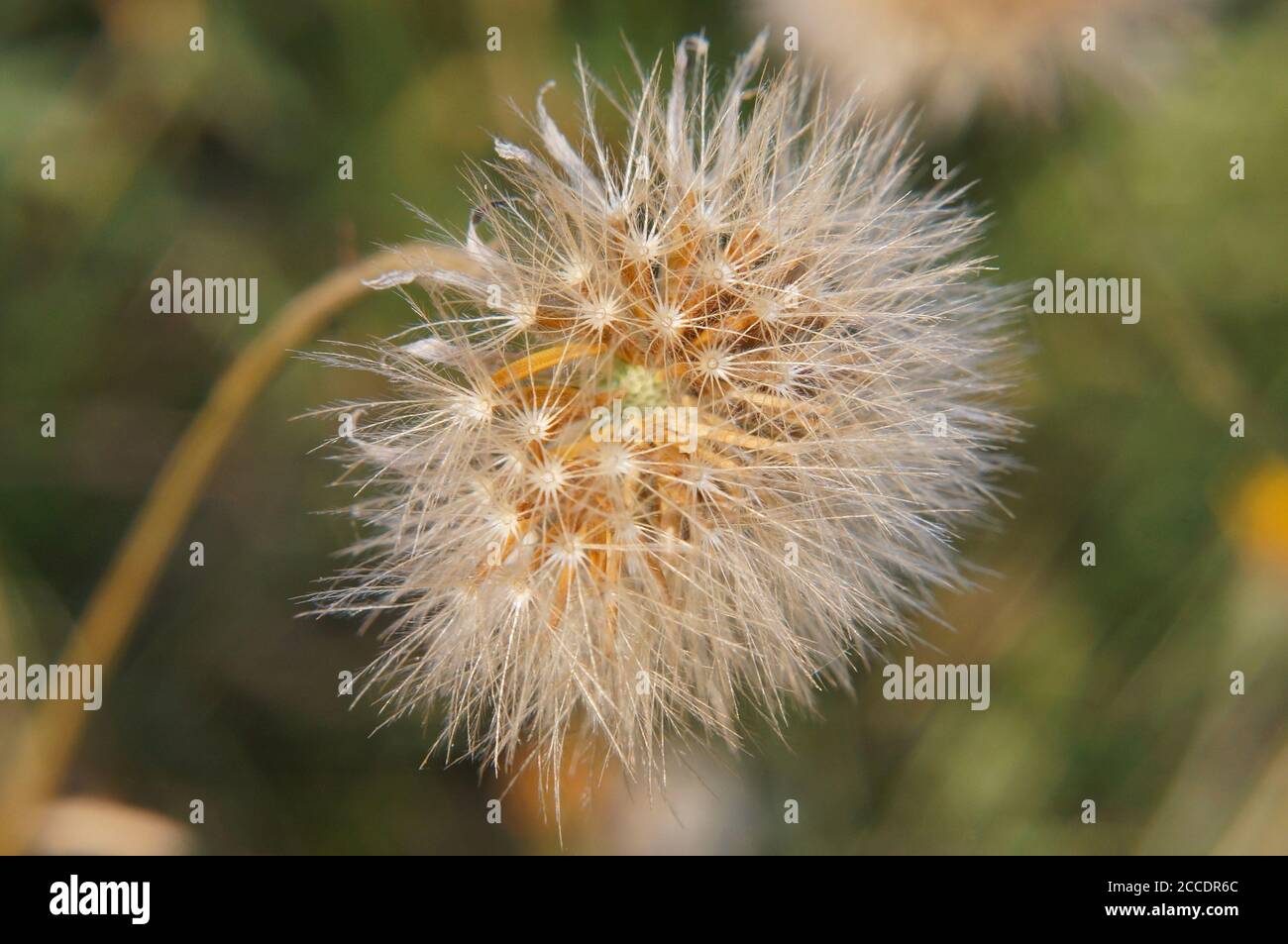 close up of dandelion clock wildflower with soft focused background ...