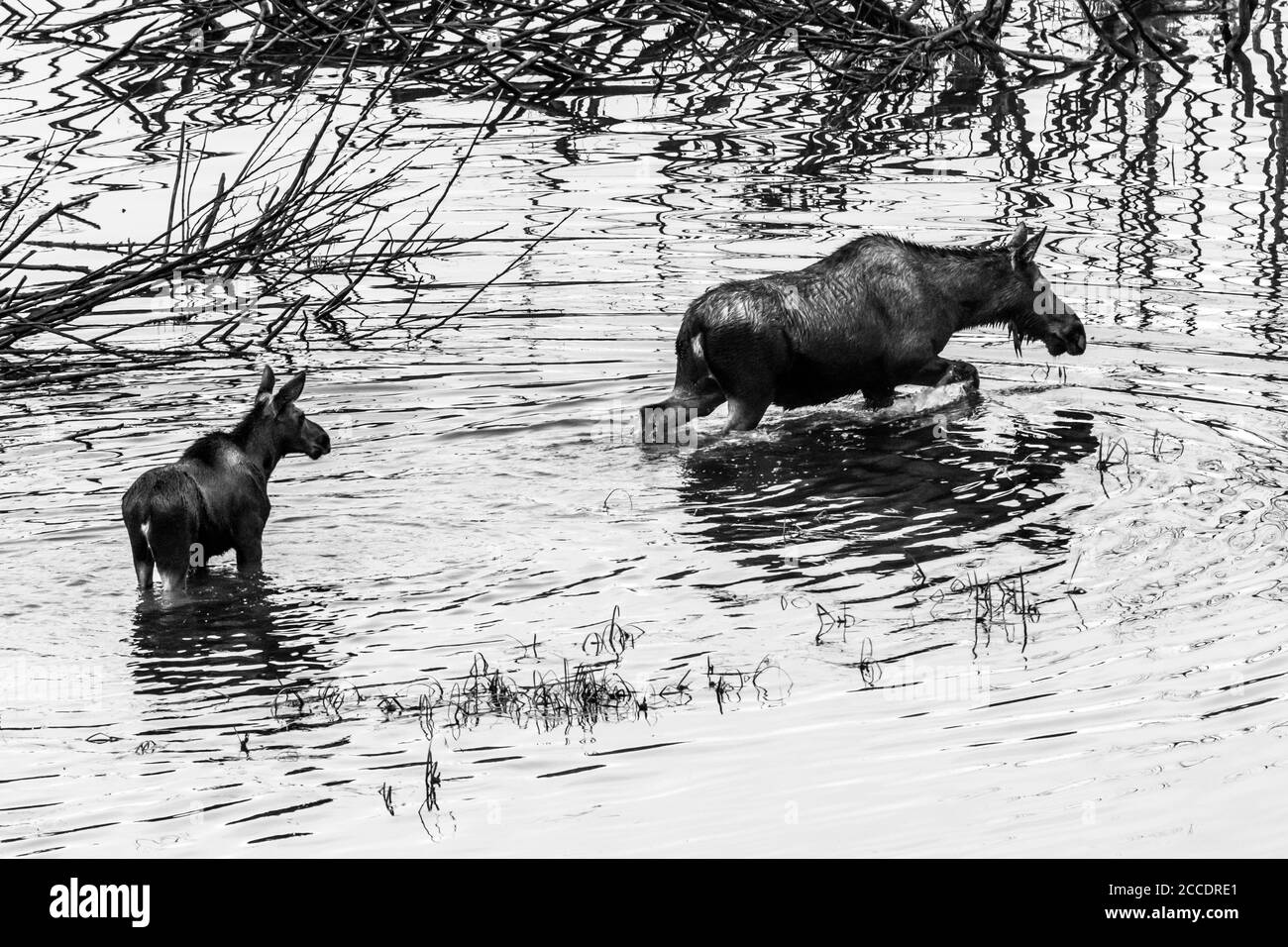 Black and white image of moose and her young calf wading through water in Grand Teton National Park Stock Photo
