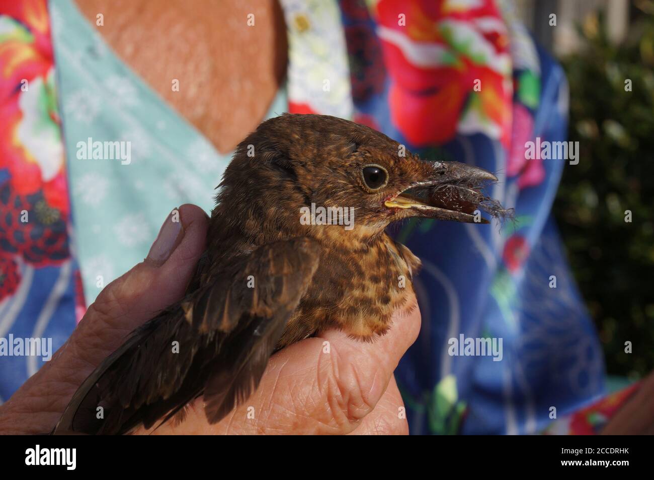 Close up of Injured young bird with food in its beak while being hand fed  by a caring human Stock Photo