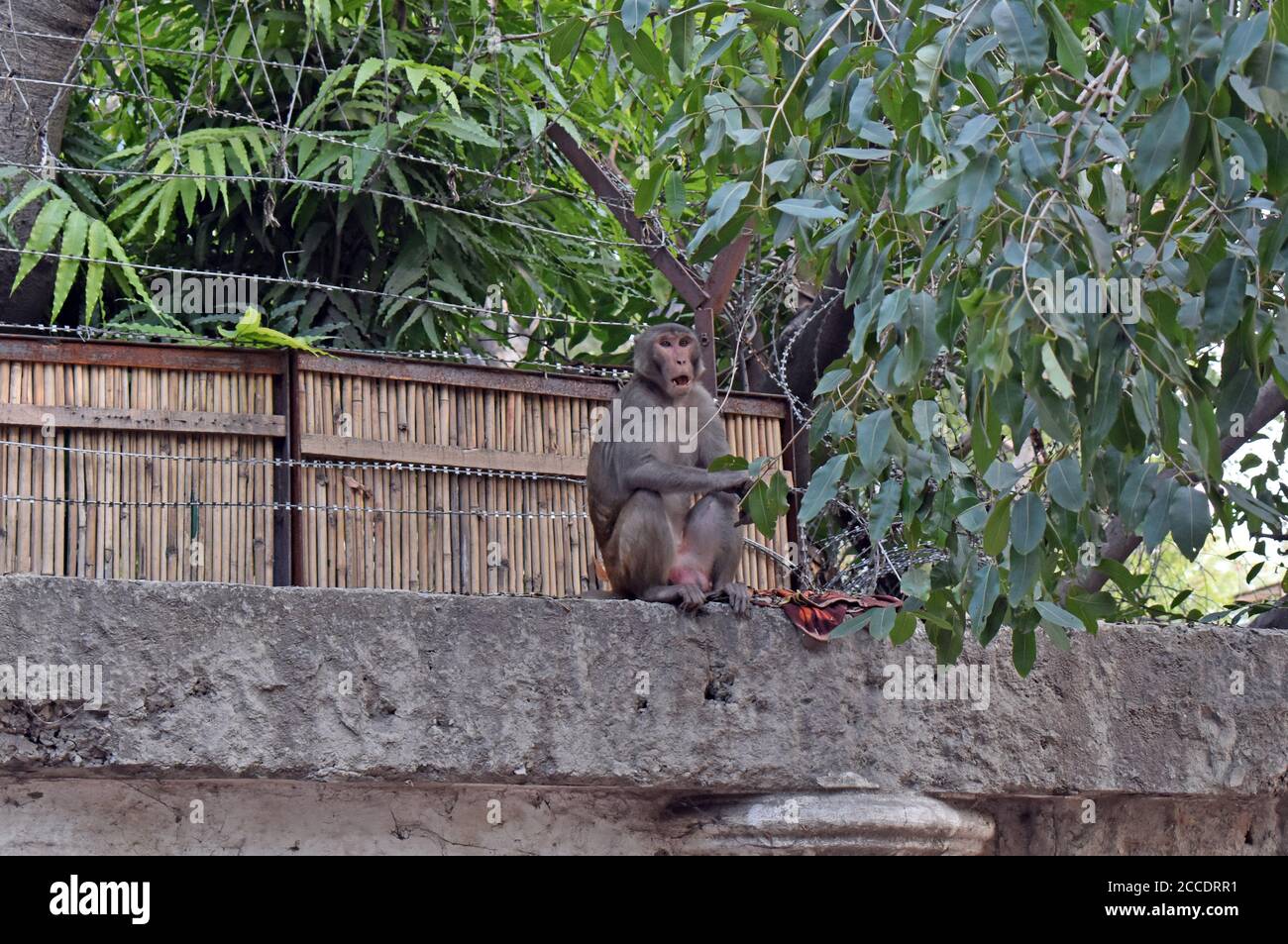 Delhi Monkey High Resolution Stock Photography And Images Alamy Delhi Monkey High Resolution Stock Photography And Images Alamy