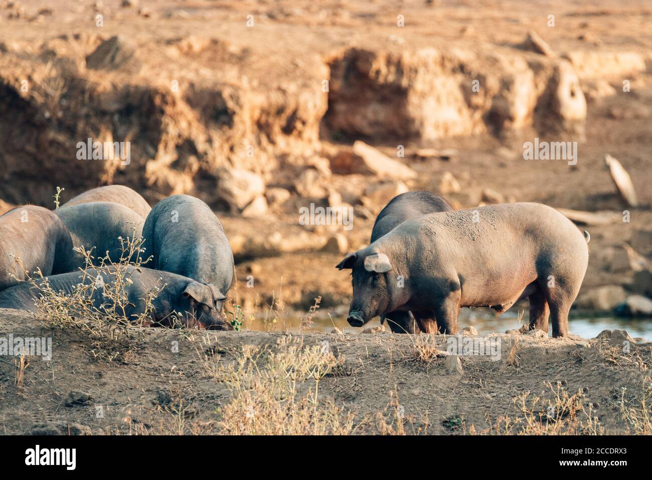 pigs in freedom in extremadura Stock Photo
