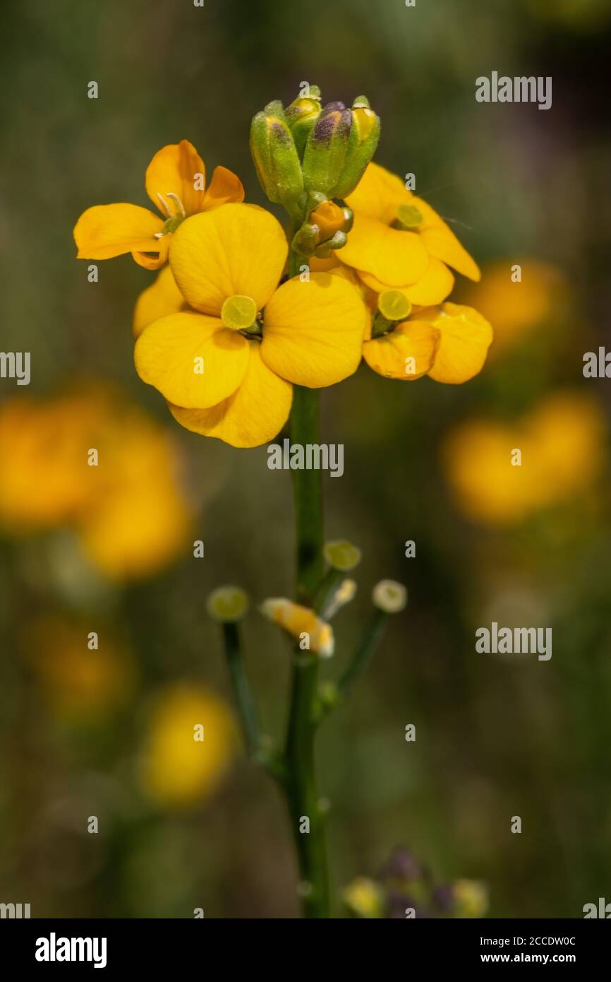 Flowers of Wallflower Plant (Erysimum hybrid 'Glow Orange' Stock Photo