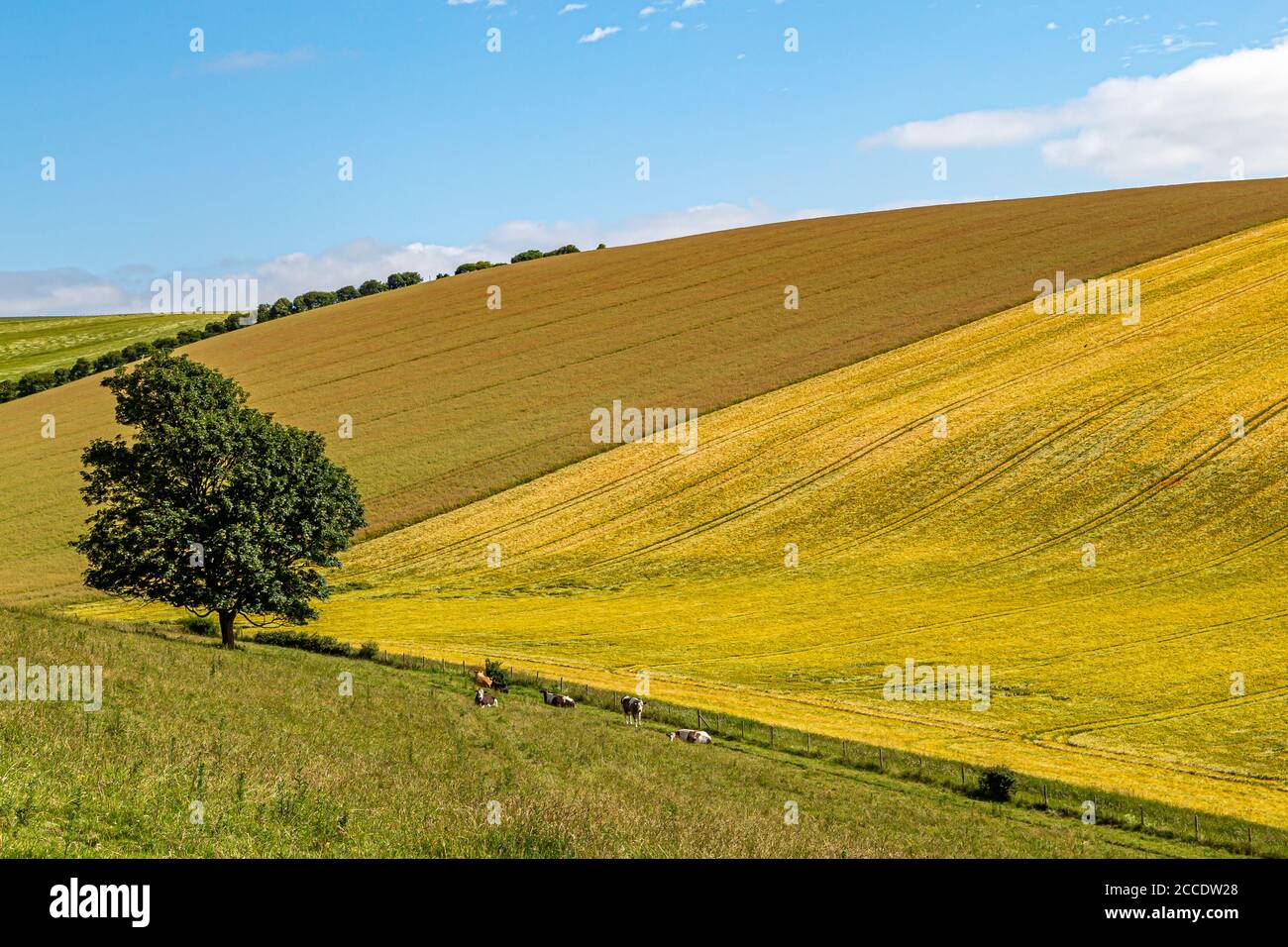 Patchwork fields in Sussex farmland on a sunny summers day Stock Photo ...