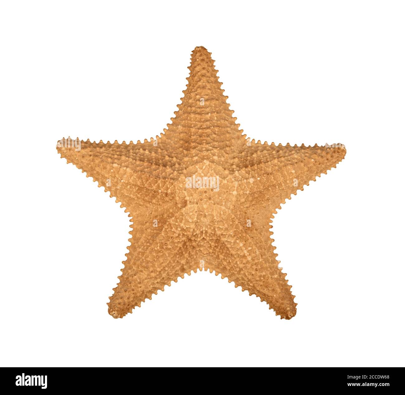 Close up one dried sea starfish (sea star, asteroid or five finger fish) isolated on white background, elevated top view, directly above Stock Photo