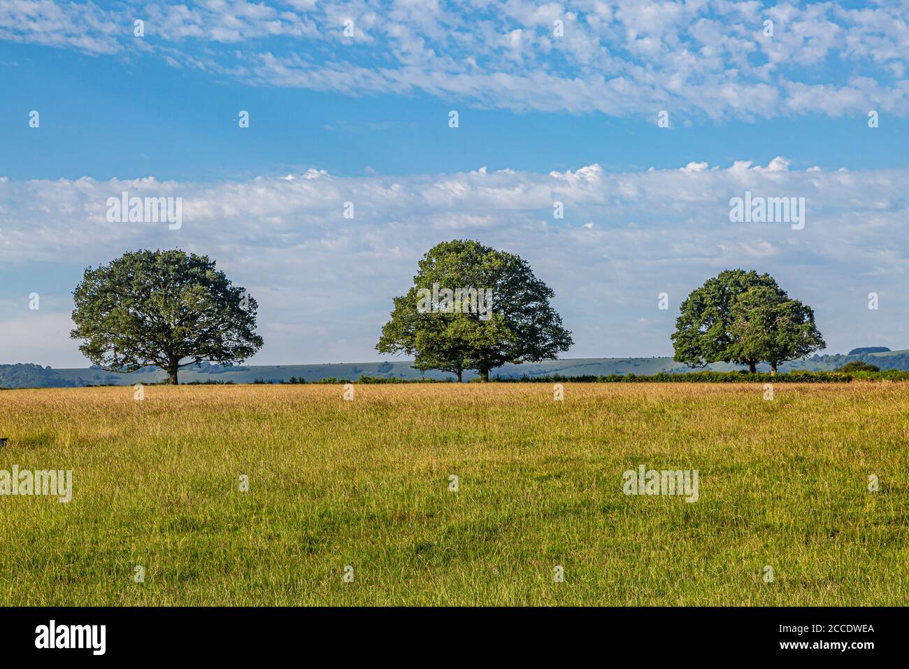 Trees in a field in Sussex on a sunny summers day Stock Photo - Alamy