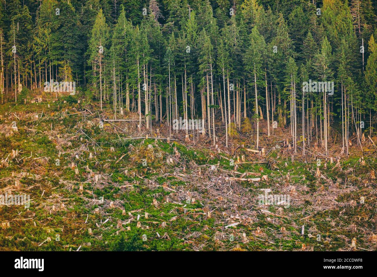 Deforestation of Alaska forest nature outdoor background. Stock Photo