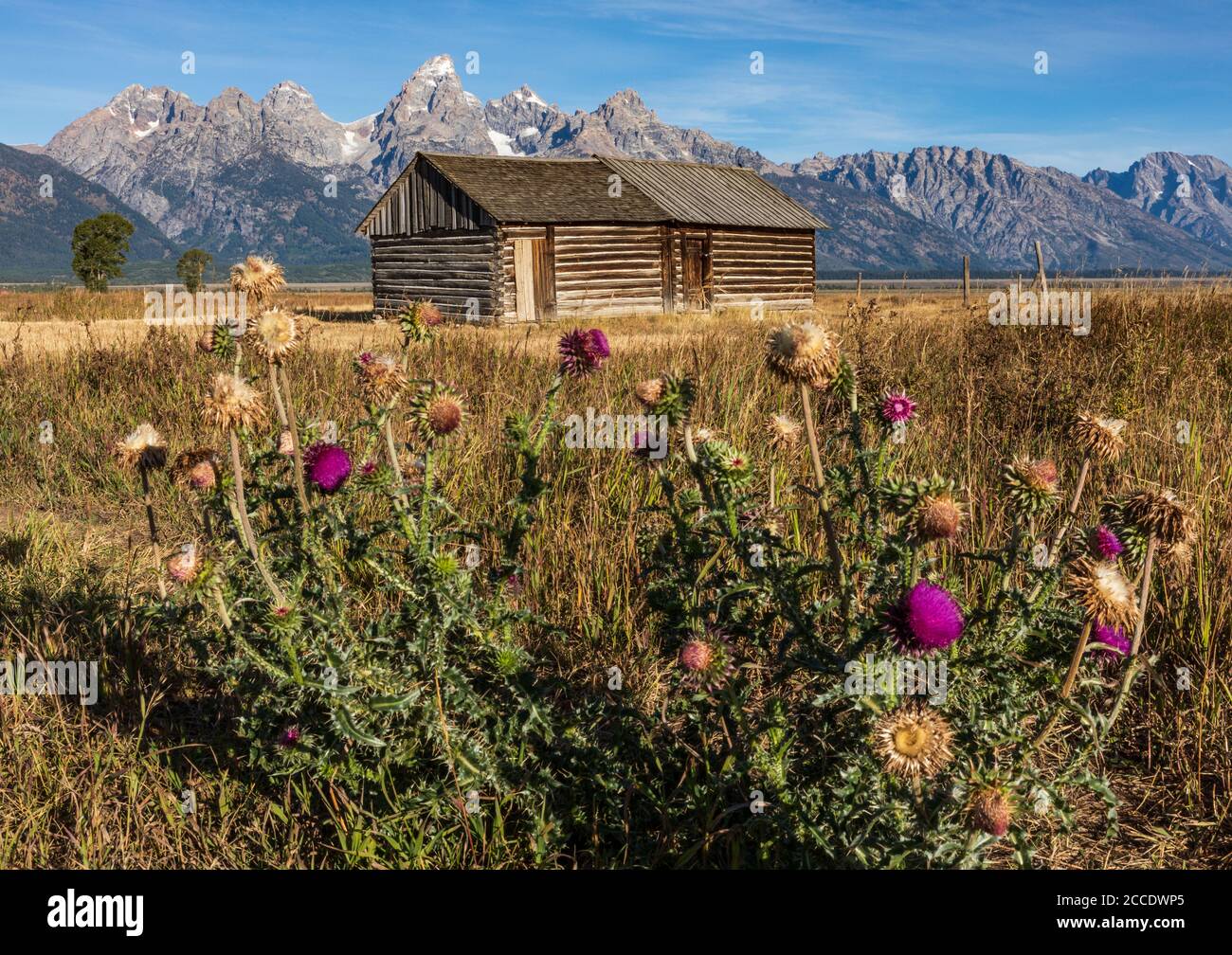 Purple flowers bloom in front of a log cabin along Mormon Row in front of Teton mountains in Grand Teton National Park Stock Photo