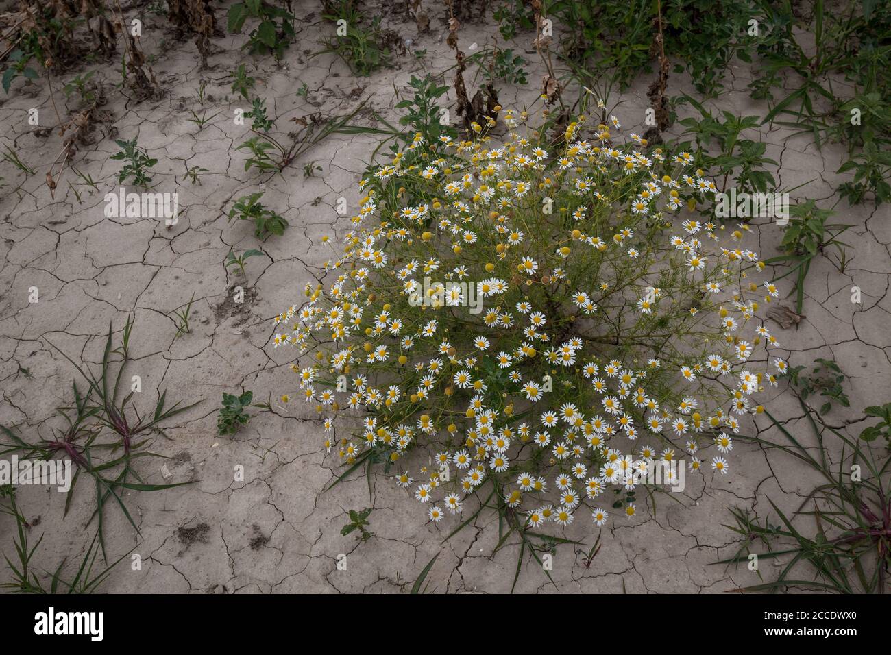 Chamomile plant in a shape of a bouquet, growing wild on a field with a ...