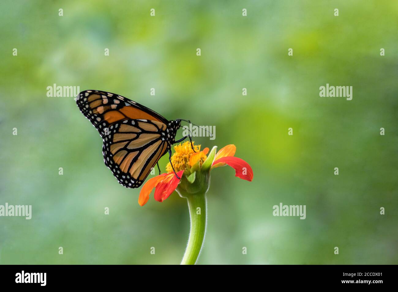 Monarch Butterfly, Danaus plexippuson, on orange Mexican Sunflower, Tithonia, green background Stock Photo