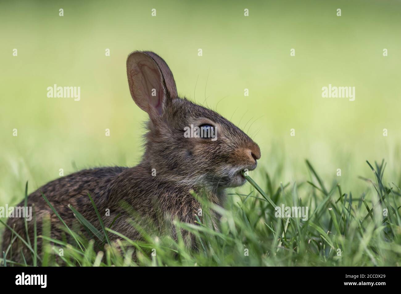 Adorable young Eastern Cottontail Rabbit side profile, Sylvilagus floridanus, closeup in green grass Stock Photo