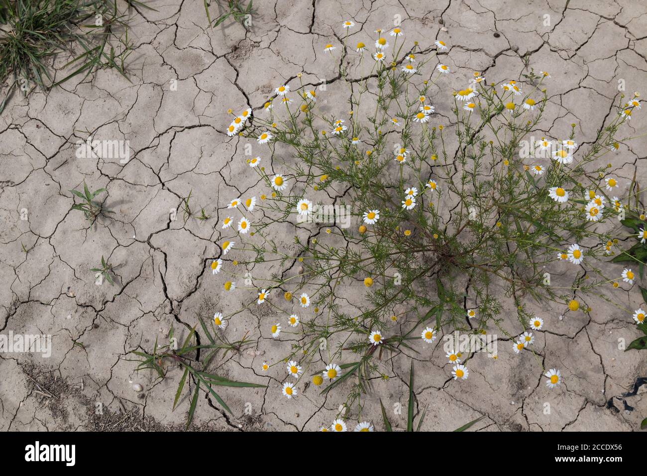Chamomile plant in a shape of a bouquet, growing wild on a field with a ...