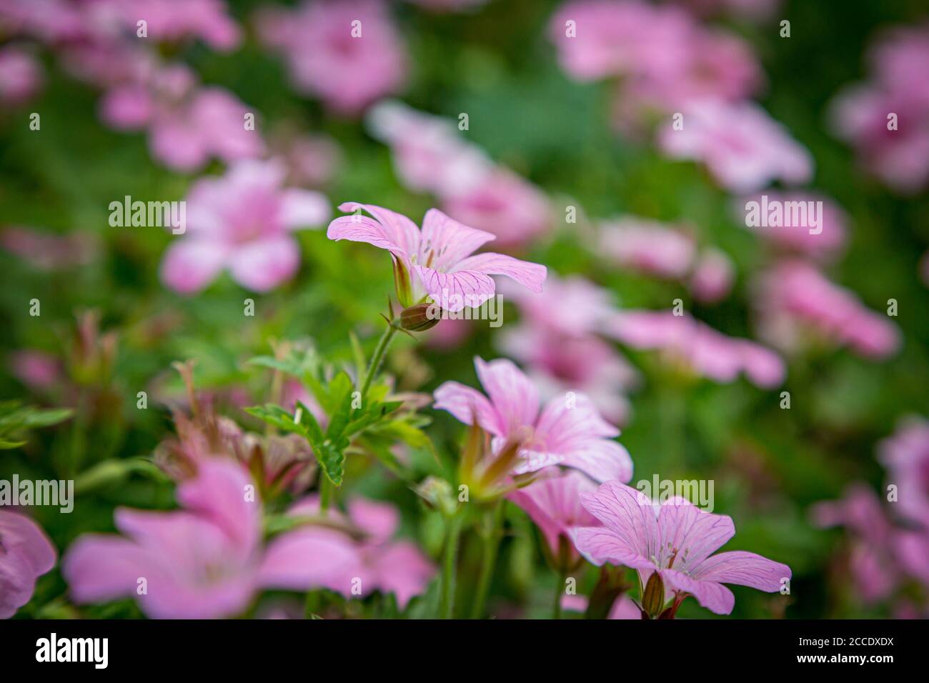 A full frame photograph of pink geranium nodosum flowers, with a shallow depth of field Stock Photo