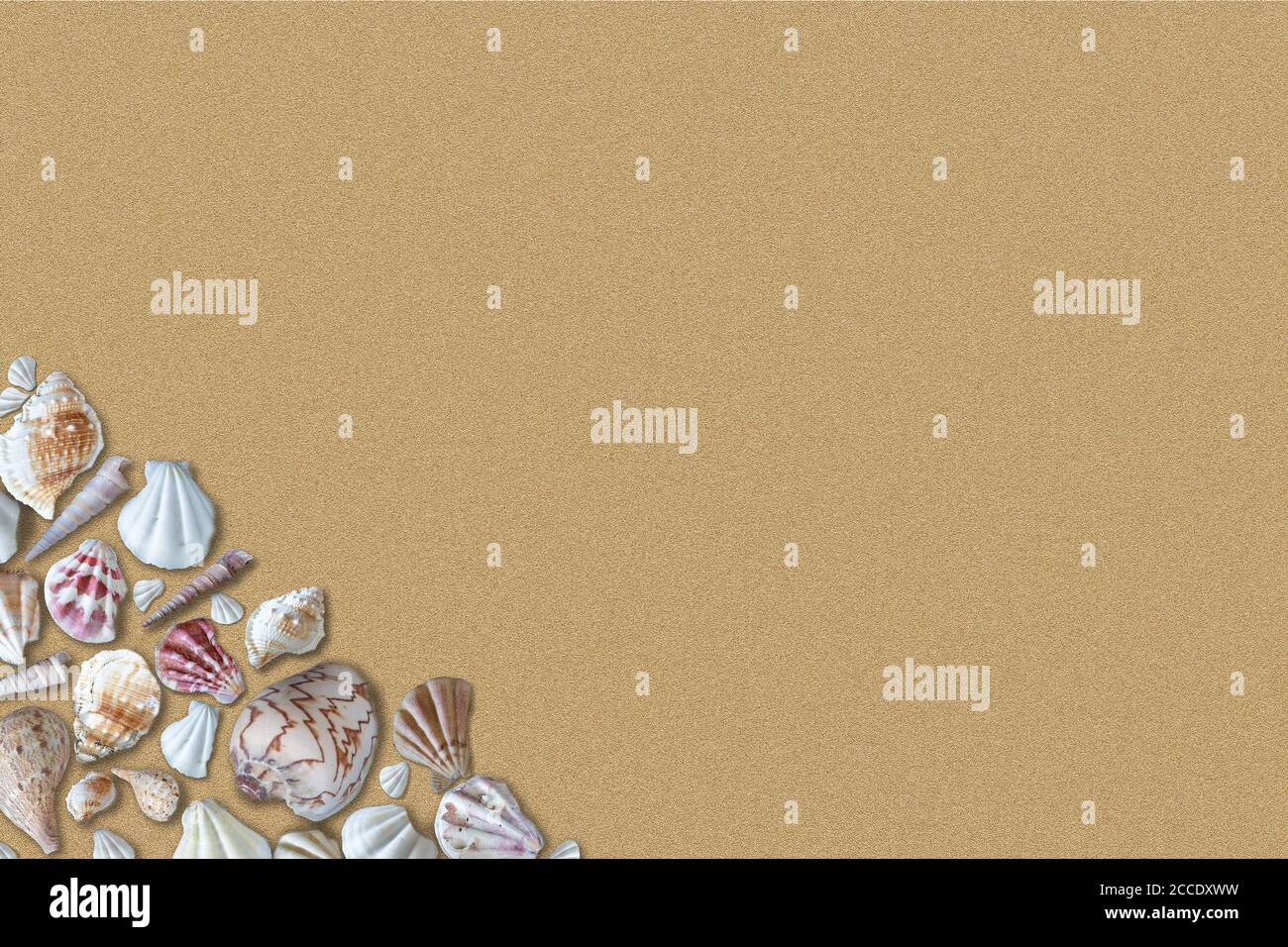 Colorful seashells on sandy beach background texture with copy space. Stock Photo