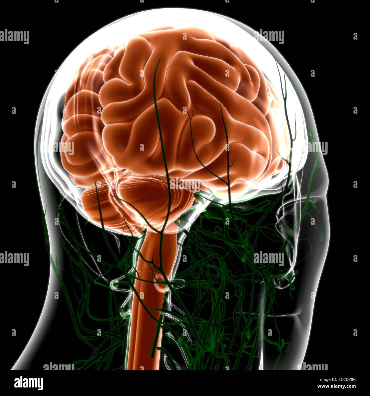 Human Brain Anatomy For Medical Concept 3D Illustration Stock Photo - Alamy