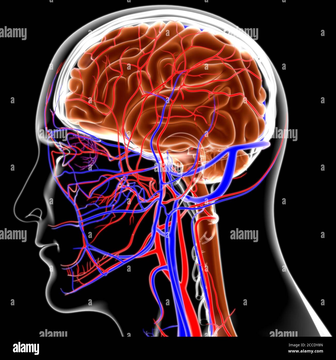 Human Brain Anatomy For Medical Concept 3D Illustration Stock Photo - Alamy
