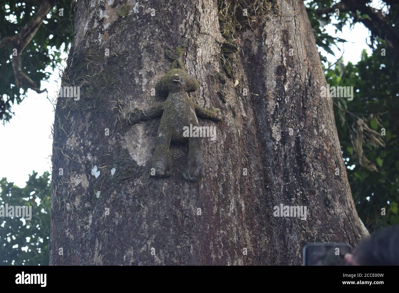 Old doll attached on the trunk of a sal tree Stock Photo