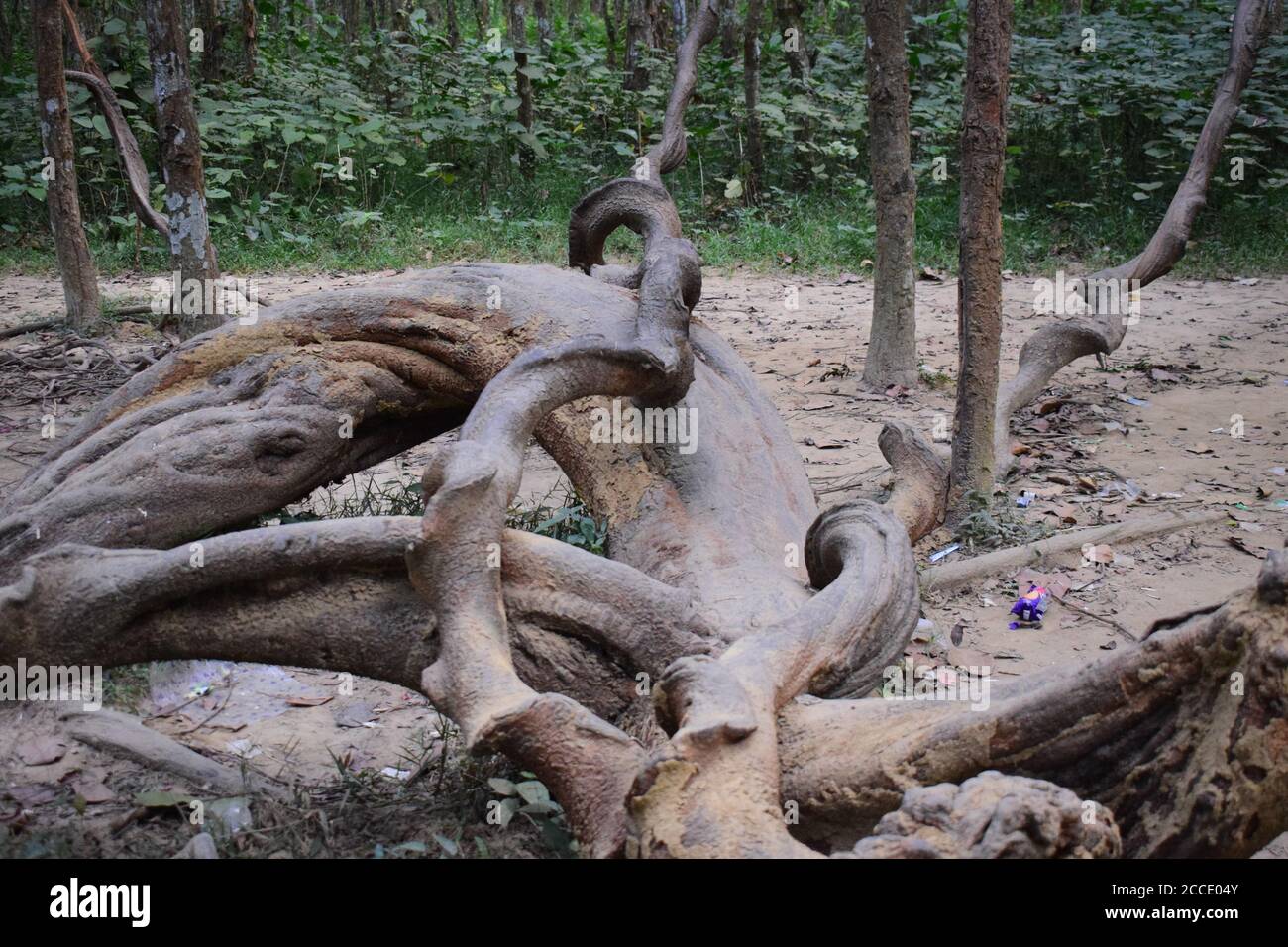 Curved trunk of a Sal tree Stock Photo