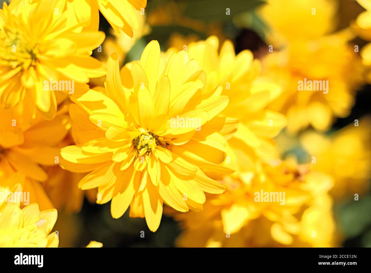 Cutleaf coneflower, Rudbeckia laciniata Hortensia Stock Photo - Alamy