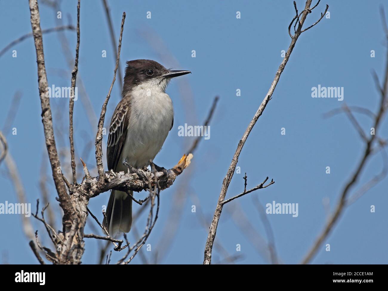 Loggerhead Kingbird (Tyrannus caudifasciatus caudifasciatus) adult perched on dead tree  Zapata peninsula, Cuba              March Stock Photo