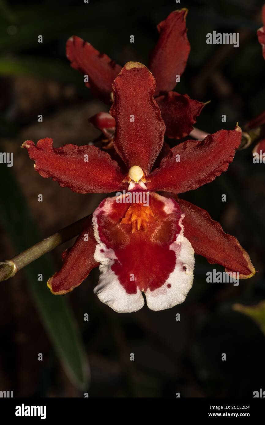 Dancing lady flower deals