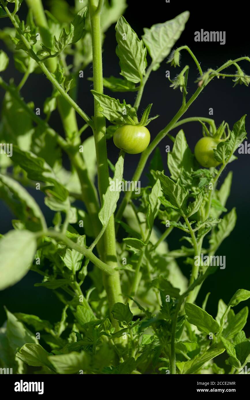 Tomato plant vegetable hi-res stock photography and images - Alamy