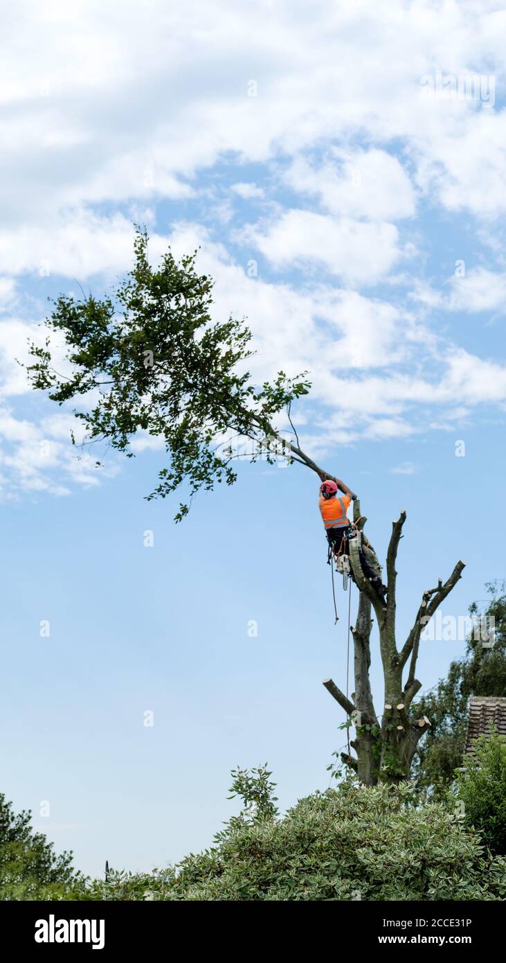 A tree surgeon in the process of trimming branches from a beech tree which is being totally taken down Stock Photo