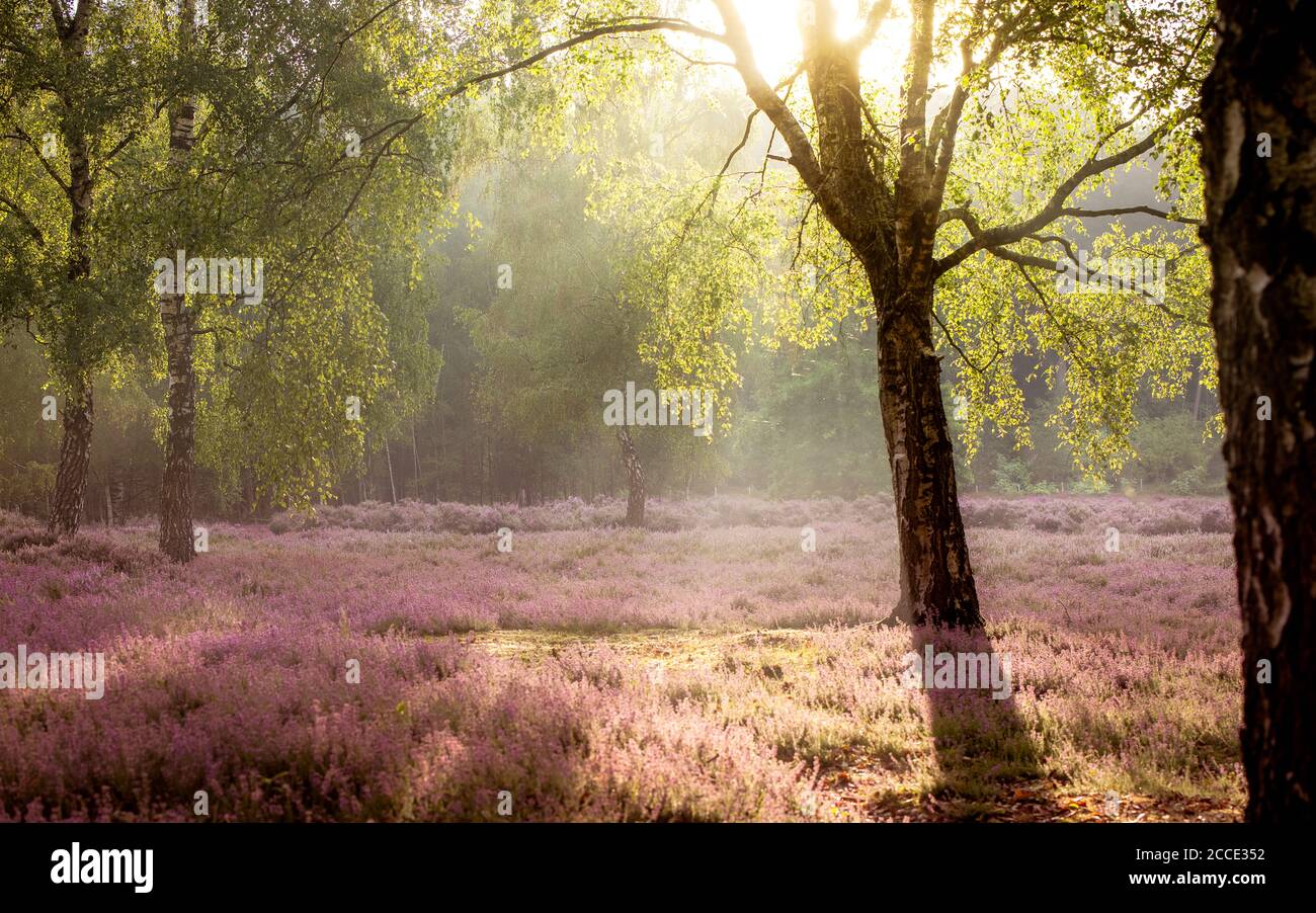 Zonsopkomst boven de Beisbroek, een stukje heide nabij Brugge. Een klein gebiedje maar een mooi stukje heide en momenteel in bloei. Stock Photo