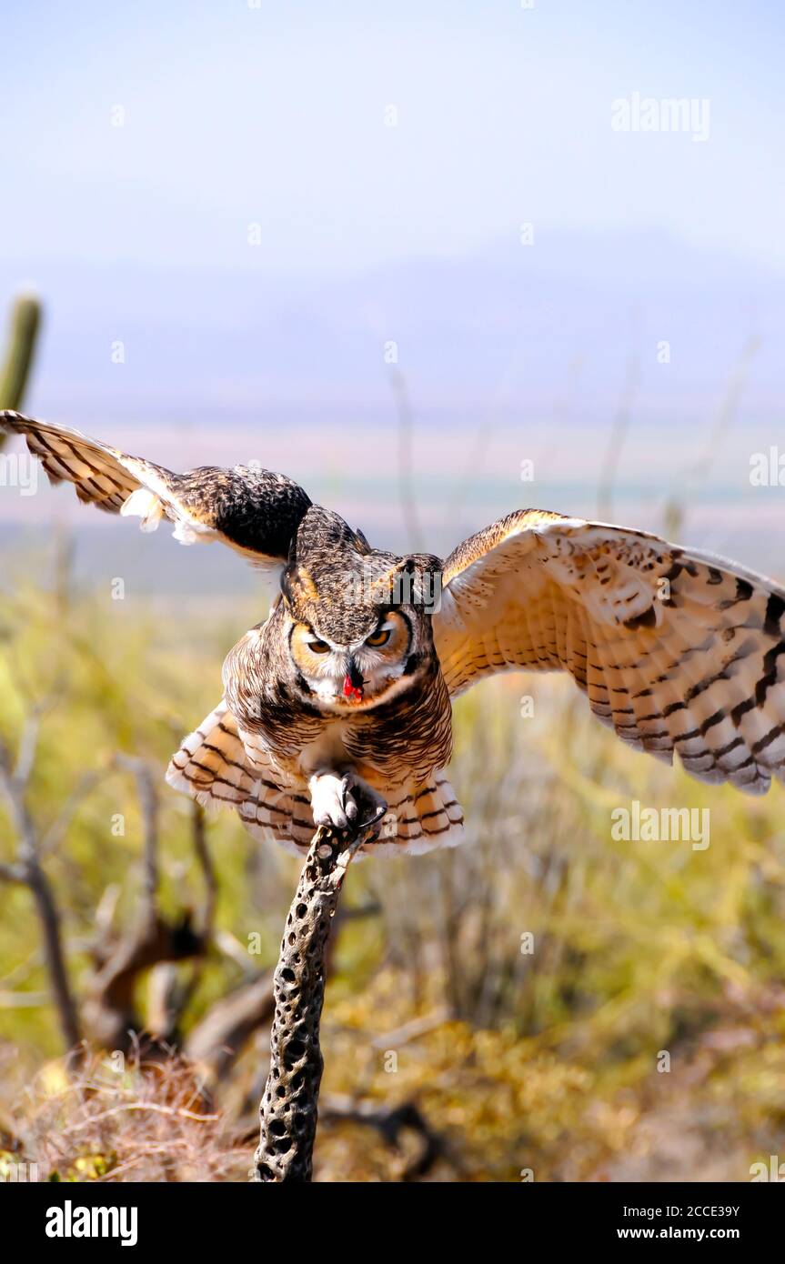 A Great Horned Owl perched on a small branch eating Stock Photo